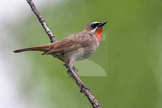 Roodkeelnachtegaal; Siberian Rubythroat stock-image by Agami/Daniele Occhiato,