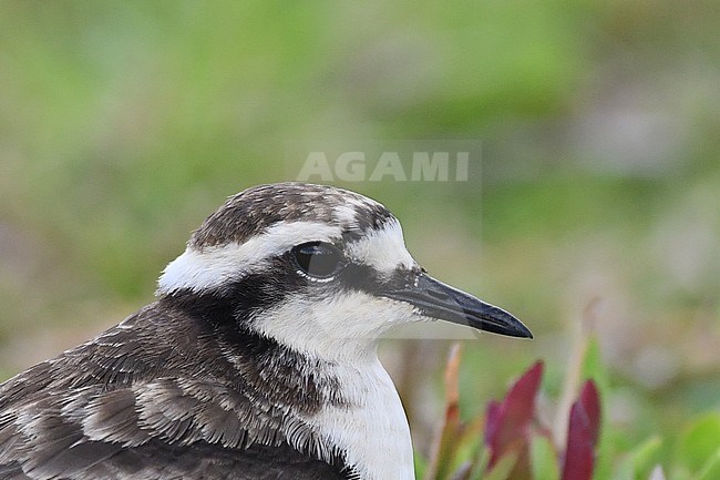 Saint Helena plover (Charadrius sanctaehelenae) an island endemic from Saint Helena in the mid-Atlantic ocean stock-image by Agami/Laurens Steijn,