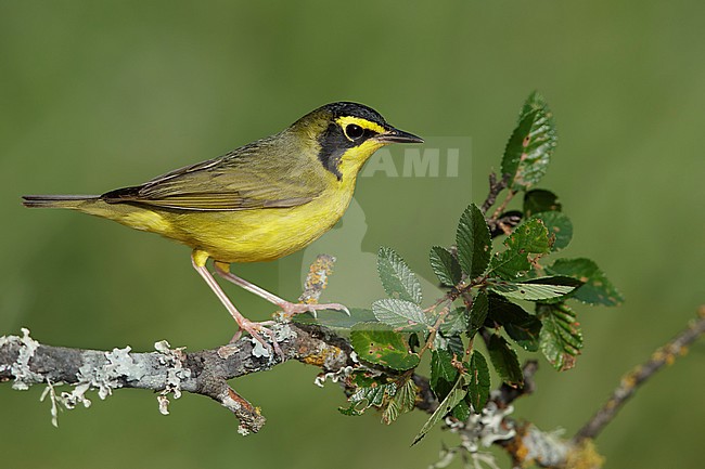 Adult male Kentucky Warbler (Geothlypis formosa)
Galveston Co., Texas
April 2017 stock-image by Agami/Brian E Small,