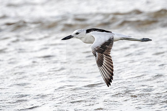Crab Plover (Dromas ardeola) in flight over the water in Mogadishu, Somalia. stock-image by Agami/David Monticelli,
