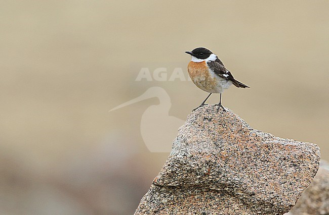 Male White-throated bush chat (Saxicola insignis), also known as Hodgson's bushchat, in Mongolia. stock-image by Agami/James Eaton,