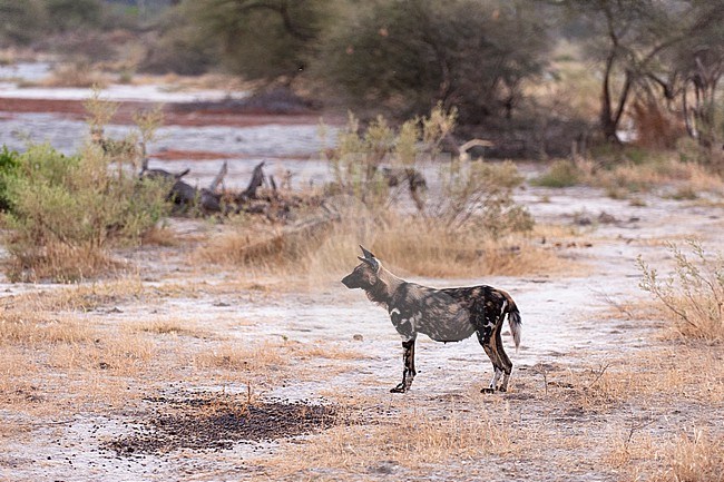 Three Cape hunting dogs or painted wolves, Lycaon pictus, hunting. Chief Island, Moremi Game Reserve, Okavango Delta, Botswana. stock-image by Agami/Sergio Pitamitz,
