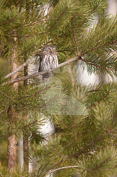 Dwerguil zittend op tak; Eurasian Pygmy Owl perched on branch stock-image by Agami/Han Bouwmeester,
