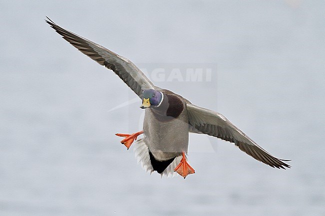 Mallard (Anas platyrhynchos) flying in Victoria, BC, Canada. stock-image by Agami/Glenn Bartley,