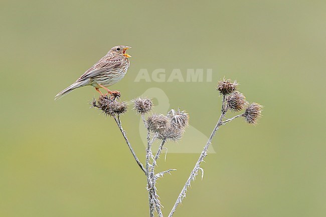 Corn Bunting (Emberiza calandra), side view of an adult singing from a dead thistle, Abruzzo, Italy stock-image by Agami/Saverio Gatto,