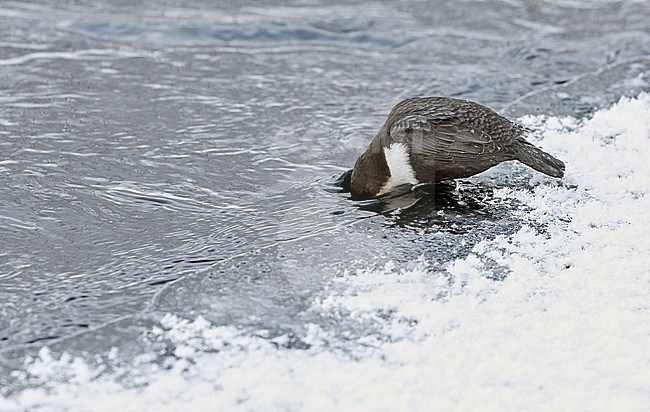 Wintering Black-bellied White-throated Dipper (Cinclus cinclus cinclus) in a fast flowing river at Kuusamo in arctic Finland. stock-image by Agami/Markus Varesvuo,