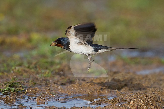 Barn Swallow - Rauchschwalbe - Hirundo rustica ssp. rustica, Morocco, adult female stock-image by Agami/Ralph Martin,