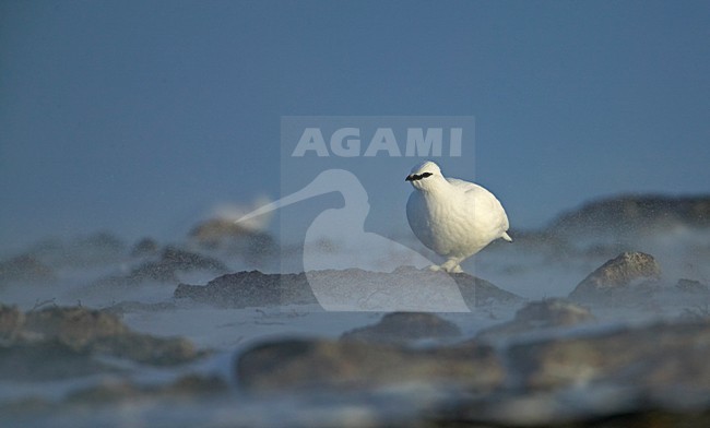 Alpensneeuwhoen in de sneeuw; Rock Ptarmigan in the snow stock-image by Agami/Markus Varesvuo,