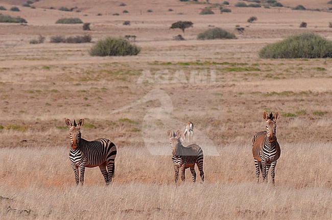 Hartmann's mountain zebras stand in dry grass, a springbok is in back. Damaraland, Kunene, Namibia. stock-image by Agami/Sergio Pitamitz,