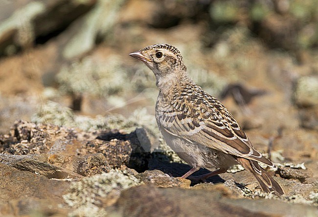 Short-toed Lark - Kurzzehenlerche - Calandrella brachydactyla ssp. longipennis, Kazakhstan, juvenile stock-image by Agami/Ralph Martin,