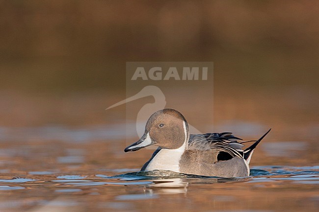 Northern Pintail, Pijlstaart, Anas acuta, Germany, adult male stock-image by Agami/Ralph Martin,