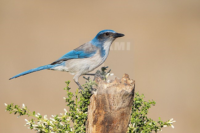 Adult
Santa Barbara Co., CA
November 2022 stock-image by Agami/Brian E Small,