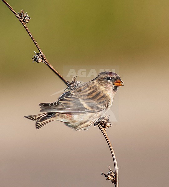 Mealy Redpoll (Acanthis flammea) during autumn migration on the North Sea island Helgoland, Germany. stock-image by Agami/Marc Guyt,