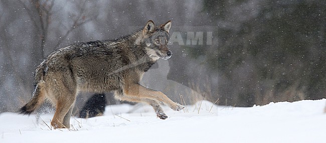 Wild European Wolf (Canis lupus) in snow covered Polen. stock-image by Agami/Han Bouwmeester,