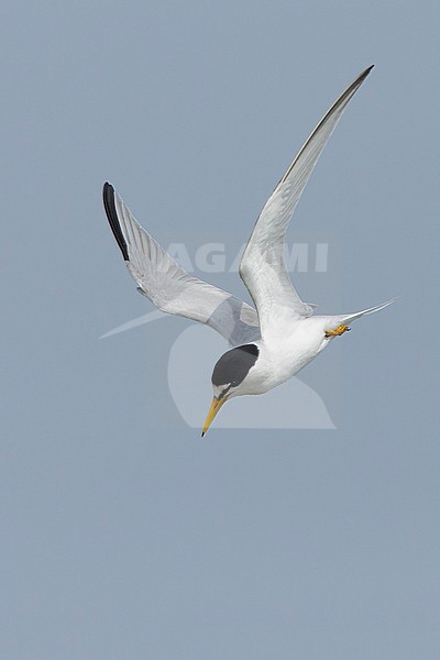 Adult Least Tern (Sternula antillarum) in summer plumage flying against blue sky in Galveston County, Texas, USA. stock-image by Agami/Brian E Small,