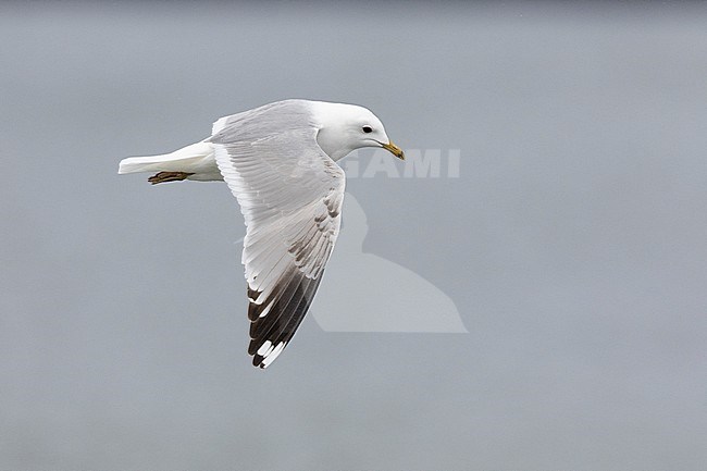 Common Gull (Larus canus), side view of an immature in flight, Western Region, Iceland stock-image by Agami/Saverio Gatto,