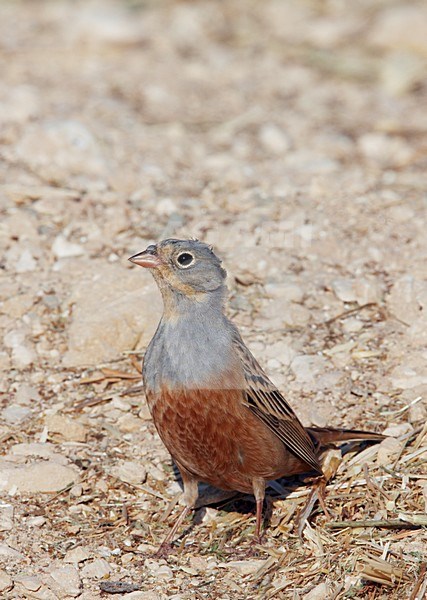 Mannetje Bruinkeelortolaan, Male Cretschmar's Bunting stock-image by Agami/Markus Varesvuo,