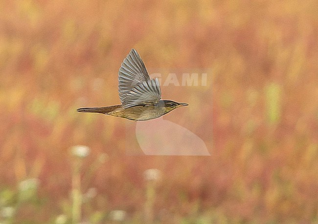 Gray's grasshopper warbler (Helopsaltes fasciolatus) during autumn migration in Mongolia. stock-image by Agami/Dani Lopez-Velasco,