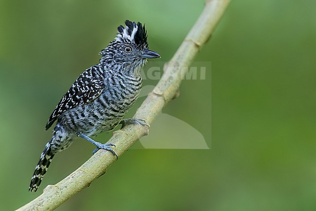 Barred Antshrike (Thamnophilus doliatus) Perched on a branch in El Salvador stock-image by Agami/Dubi Shapiro,