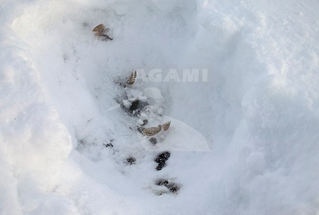 Moerassneeuwhoen in de sneeuw; Willow Ptarmigan in the snow stock-image by Agami/Markus Varesvuo,