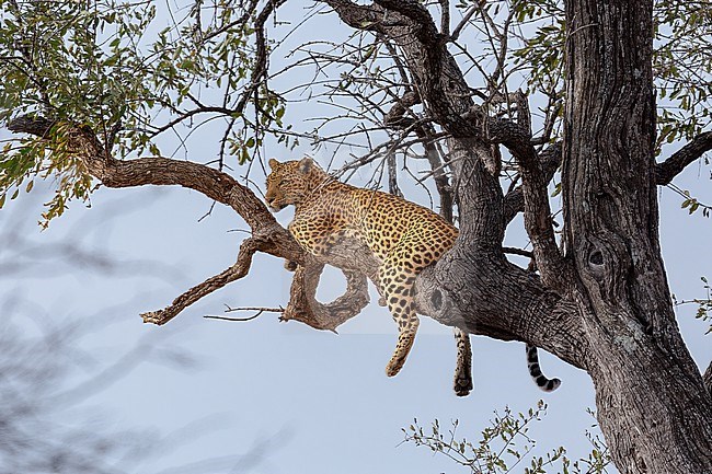 Leopard resting in a tree stock-image by Agami/Onno Wildschut,