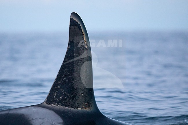 Dorsla fin of Orca or Killer whale (Orcinus orca), in the evening light, with the sea as backgound, in a Norvegian fjord. stock-image by Agami/Sylvain Reyt,