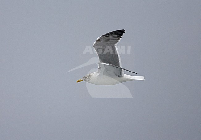 Atlantic Yellow-legged Gull, Atlantische Geelpootmeeuw stock-image by Agami/Marc Guyt,