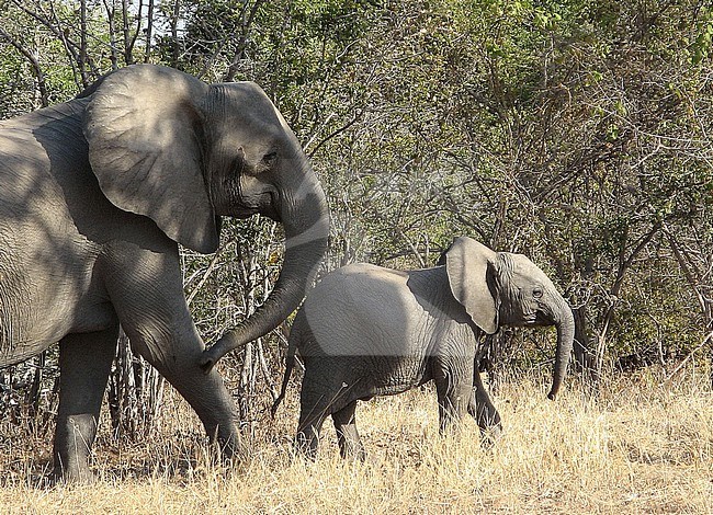 African Elephant (Loxodonta africana) with young in Zambia stock-image by Agami/Eduard Sangster,