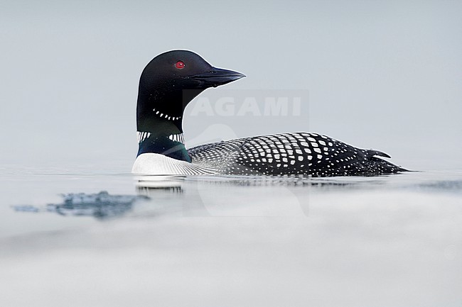 Great Northern Loon (Gavia immer), side view of an adult swimming in the water, Northeastern Region, Iceland stock-image by Agami/Saverio Gatto,