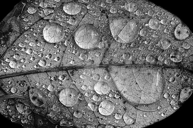 Dew drops on autumn leaf stock-image by Agami/Wil Leurs,