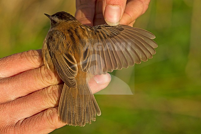 Adult male Moustached Warbler (Acrocephalus melanopogon) caught and banded in Ooj, Netherlands. First record for the Netherlands., first record Netherlands stock-image by Agami/Harvey van Diek,