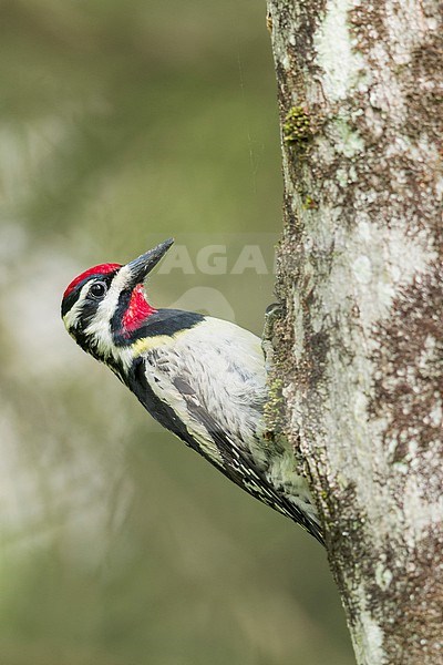 Yellow-bellied Sapsucker (Sphyrapicus varius) perched against side of a tree in Ontario, Canada. stock-image by Agami/Glenn Bartley,