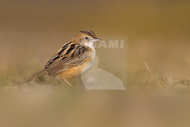 Zitting Cisticola (Cisticola juncidis) in winter and perched on the ground stock-image by Agami/Daniele Occhiato,