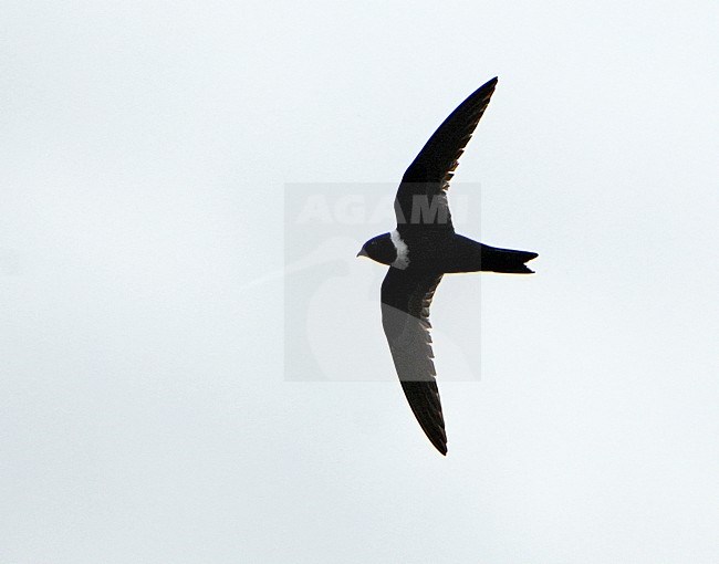 White-collared Swift (Streptoprocne zonaris) in Northern Peru. Swift in flight. stock-image by Agami/Dani Lopez-Velasco,