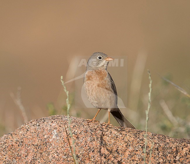 Grey-necked Bunting - Steinortolan - Emberiza buchanani, Kyrgyzstan, adult male stock-image by Agami/Ralph Martin,
