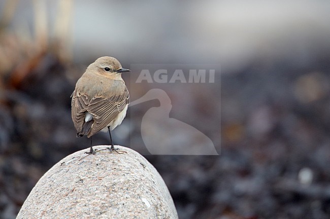 Vrouwtje Tapuit; Female Northern Wheatear stock-image by Agami/Markus Varesvuo,