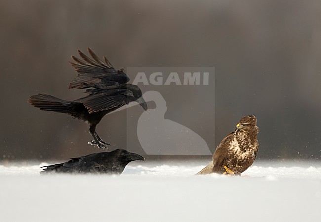Buizerd en Raaf vechtend in de sneeuw, Common Buzzard and Common Raven fighting in the snow stock-image by Agami/Danny Green,