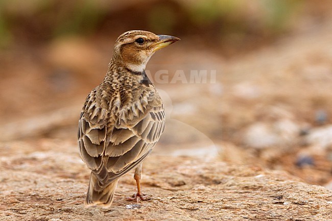 Bergkalanderleeuwerik staand op de grond; Bimaculated Lark perched on the ground stock-image by Agami/Daniele Occhiato,
