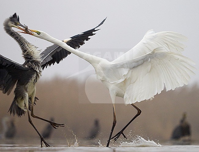 Grote Zilverreiger en Blauwe Reiger vechtend om vis; Great Egret and Grey Heron fighting for fish stock-image by Agami/Markus Varesvuo,