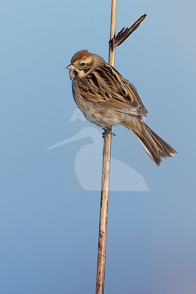 Reed Bunting (Emberiza schoeniclus), adult female in winter plumage perched on a reed stock-image by Agami/Saverio Gatto,