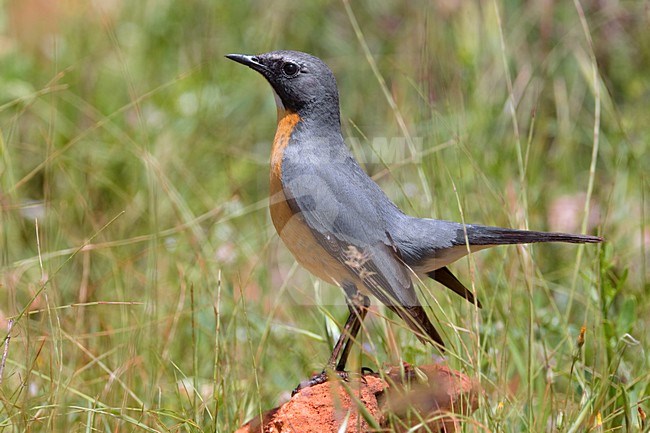 Perzische Roodborst zittend; White-throated Robin perched stock-image by Agami/Daniele Occhiato,