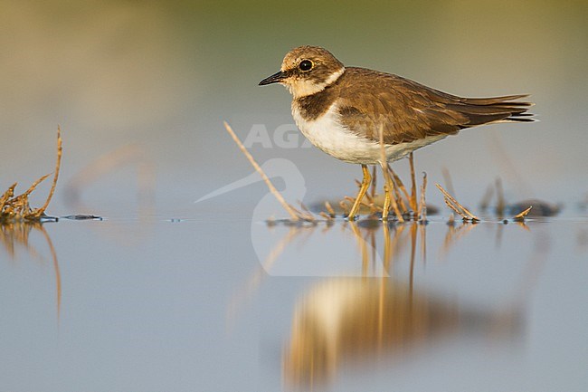 Little Ringed Plover - Flussregenpfeifer - Charadrius dubius ssp. curonicus, Oman, winter plumage stock-image by Agami/Ralph Martin,