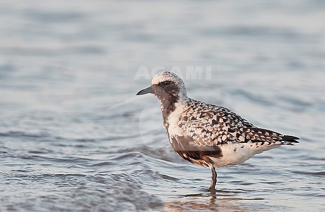 Adult Grey Plover (Pluvialis squatarola) on Happy Island China. stock-image by Agami/Markus Varesvuo,