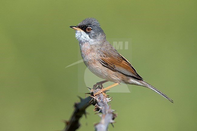 Male Spectacled Warbler (Sylvia conspicillata) against green background in Italy. Perched on brambles, side view. stock-image by Agami/Daniele Occhiato,