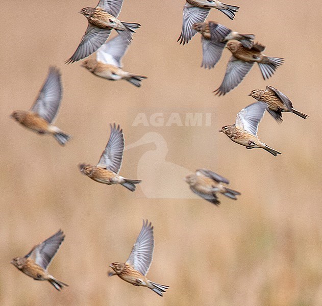 Flying flock of Linnet (Linaria cannabina) in the Netherlands. Taking off from a field. stock-image by Agami/Harvey van Diek,