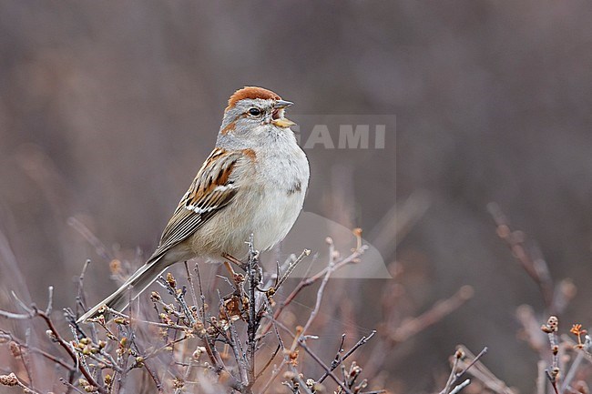 Adult breeding American Tree Sparrow
Churchill, Manitoba, Canada
June 2017 stock-image by Agami/Brian E Small,