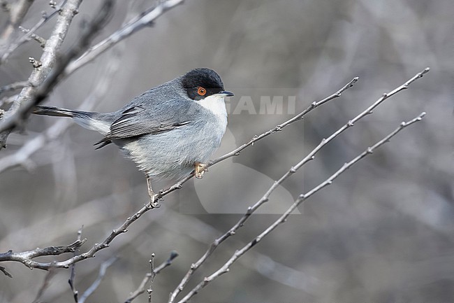 Sardinian Warbler, Sylvia melanocephala, in Italy. stock-image by Agami/Daniele Occhiato,