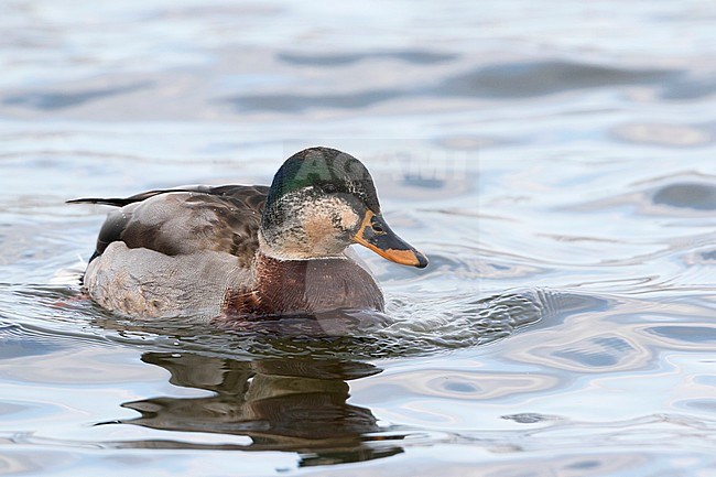 Mallard - Stockente - Anas platyrhynchos ssp. platyrhynchos, Germany, adult intersex stock-image by Agami/Ralph Martin,