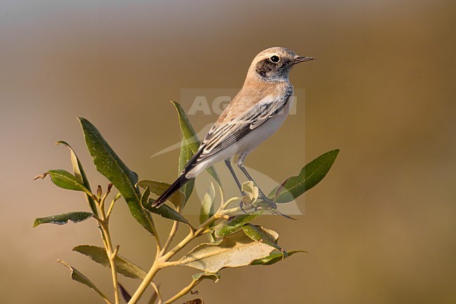 Mannetje Woestijntapuit; Male Desert Wheatear stock-image by Agami/Daniele Occhiato,