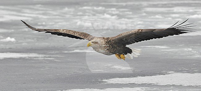 White-tailed Eagle (Haliaeetus albicilla) at pack ice off Hokkaido, Japan. stock-image by Agami/Eduard Sangster,